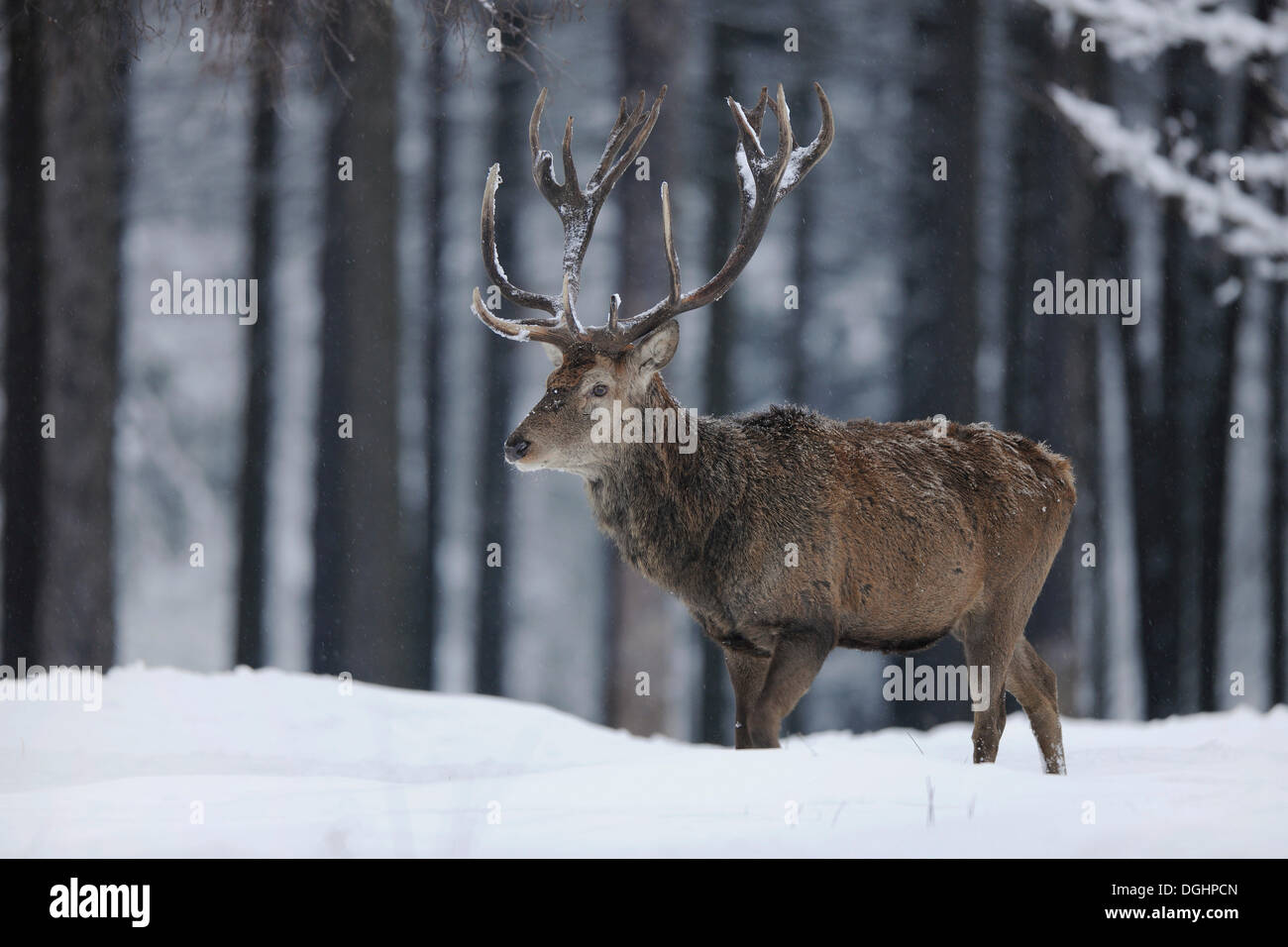 Il cervo (Cervus elaphus), hart in piedi nella neve, Bassa Sassonia, Germania Foto Stock