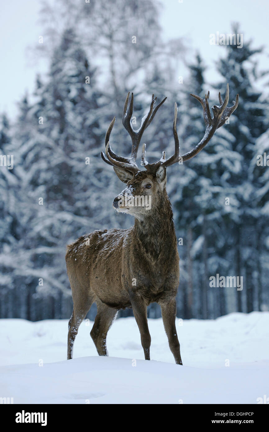 Il cervo (Cervus elaphus), hart in piedi nella neve, captive, Bassa Sassonia, Germania Foto Stock