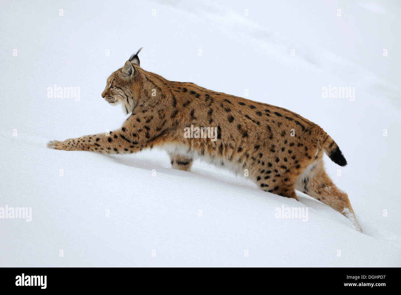 (Lynx Lynx lynx) a piedi nella neve profonda, animale enclosure, Parco Nazionale della Foresta Bavarese, Baviera, Germania Foto Stock