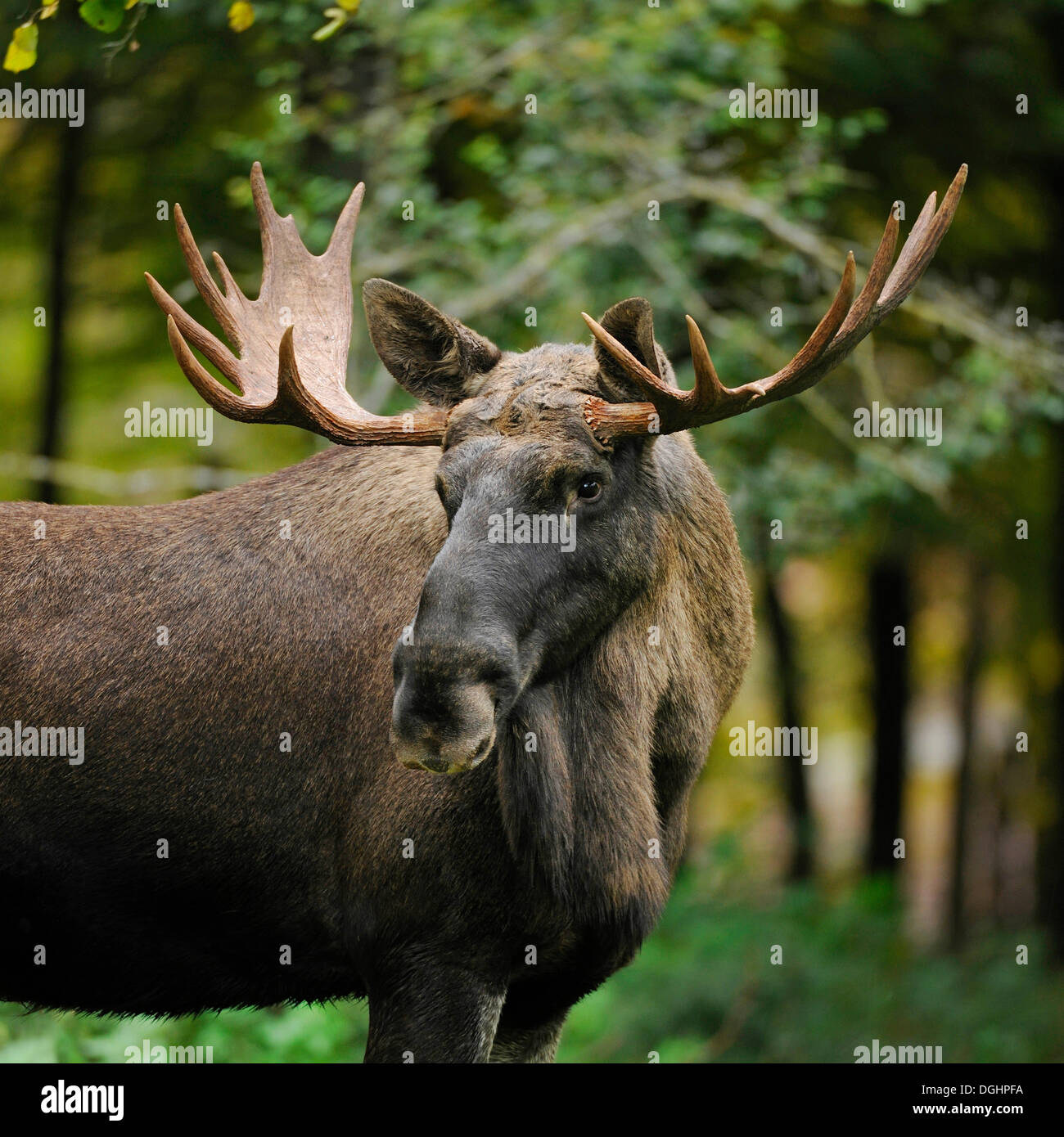 Unione Elk (Alces alces), Bull alci, captive, Baviera, Germania Foto Stock