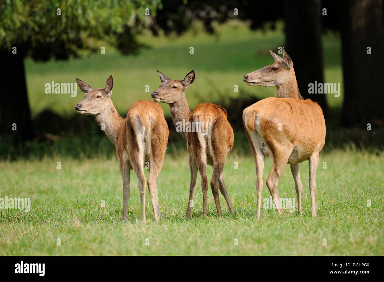 Il cervo (Cervus elaphus), tre cerve, captive, Baviera, Germania Foto Stock
