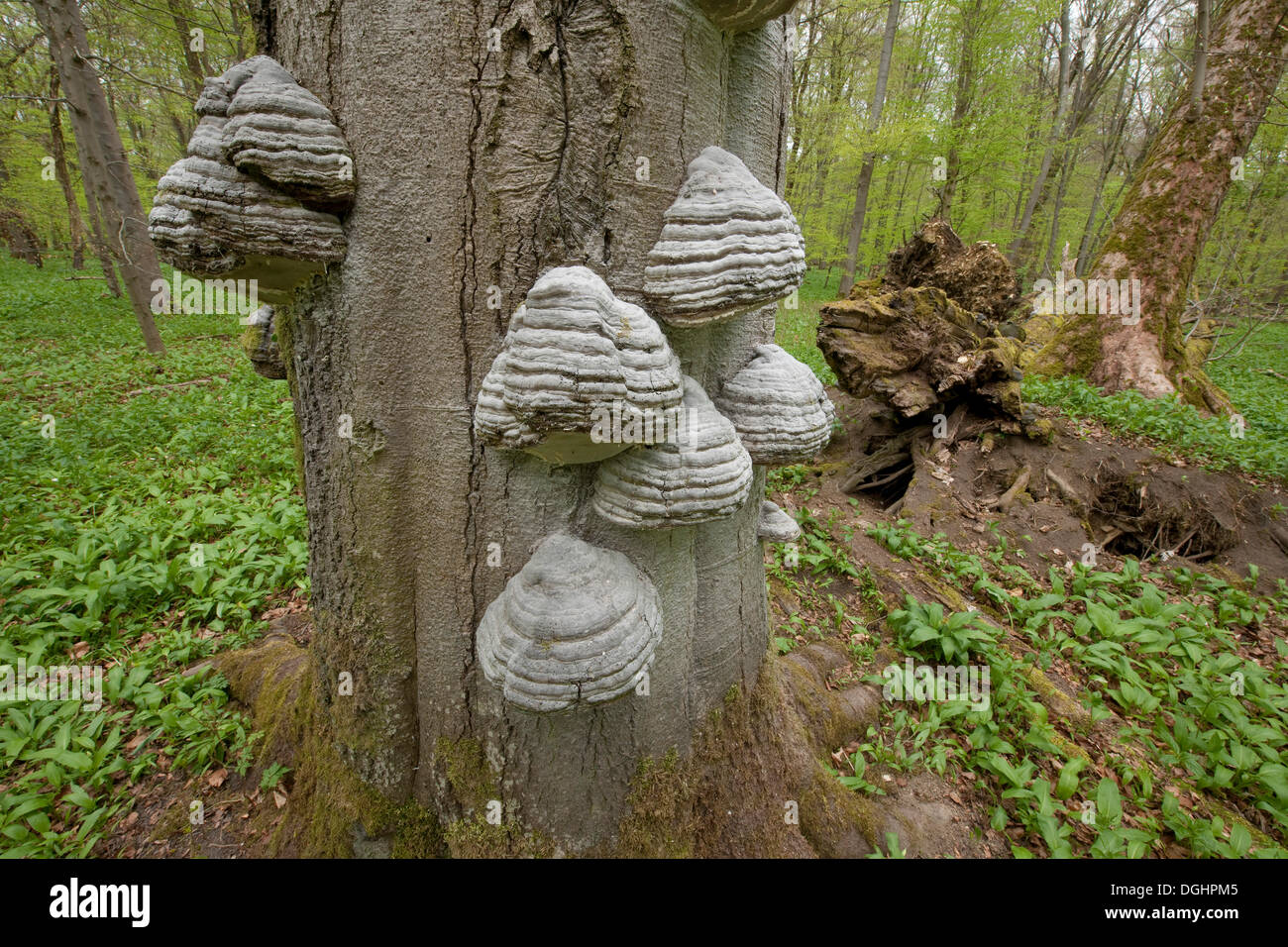 Tinder Fungo (Fomes fomentarius), funghi crescono sul tronco di un morto faggio (Fagus sylvatica), in primavera Foto Stock