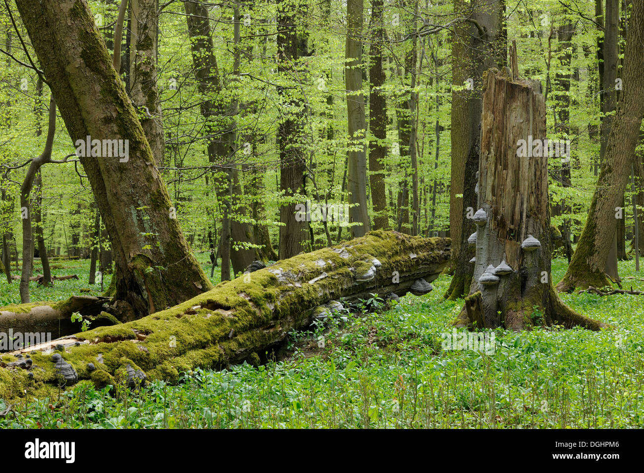 Deadwood con Tinder Fungo (Fomes fomentarius), la foresta di faggio in primavera, Parco Nazionale Hainich, Turingia, Germania Foto Stock