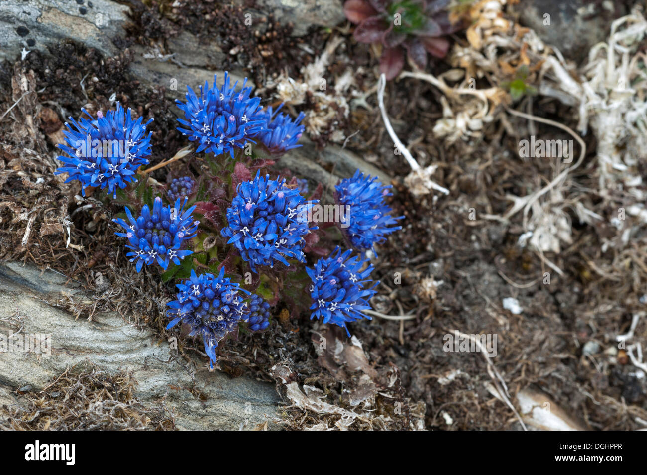 Pecora Scabious Bit o berretti blu (Jasione montana), Isole Shetland Scozia, Regno Unito, Europa Foto Stock