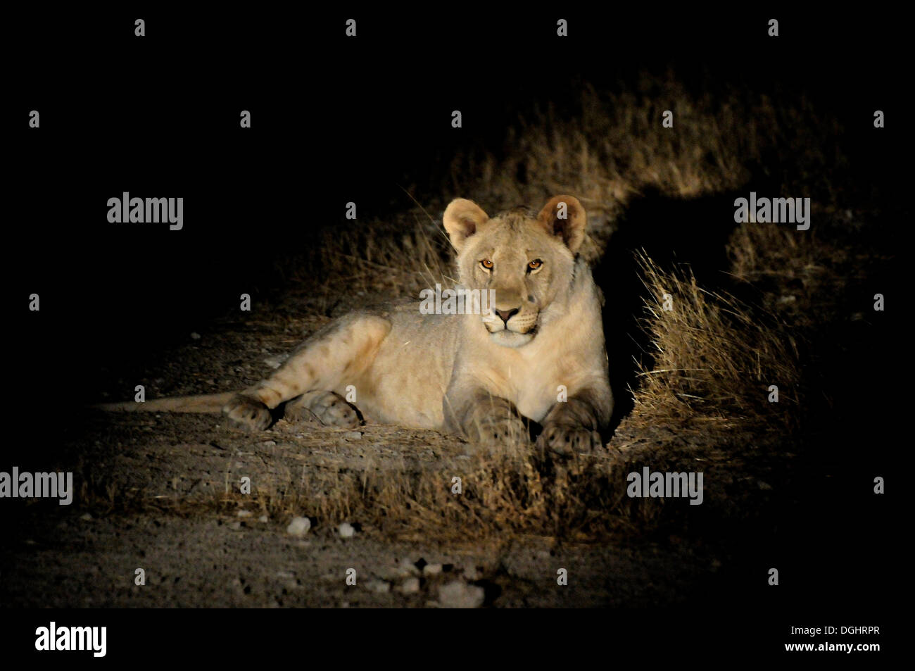 Leonessa (Panthera leo) sotto i riflettori durante un safari notturno vicino al Gemsbokvlakte Waterhole, il Parco Nazionale di Etosha, Namibia Foto Stock