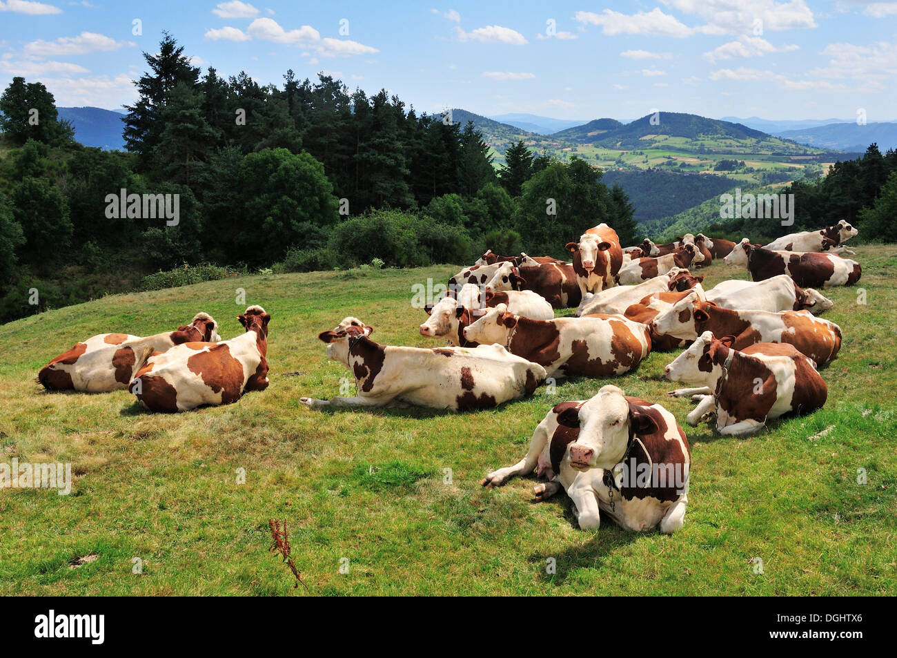 Le mucche di appoggio su un pascolo, vicino Vorey, Haute-Loire reparto, Auvergne, Francia Foto Stock
