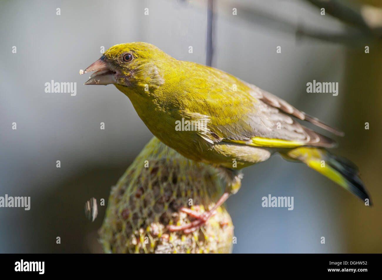 Verdone (Carduelis chloris) arroccato su un uccello semi sfera, Bavaria Foto Stock