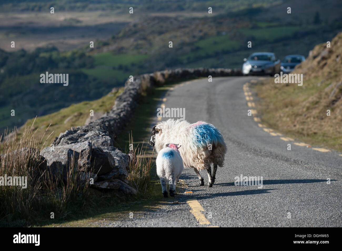 Pecora in piedi su un paese irlandese road, con le vetture che sopraggiungono, Irlanda, Europa Foto Stock