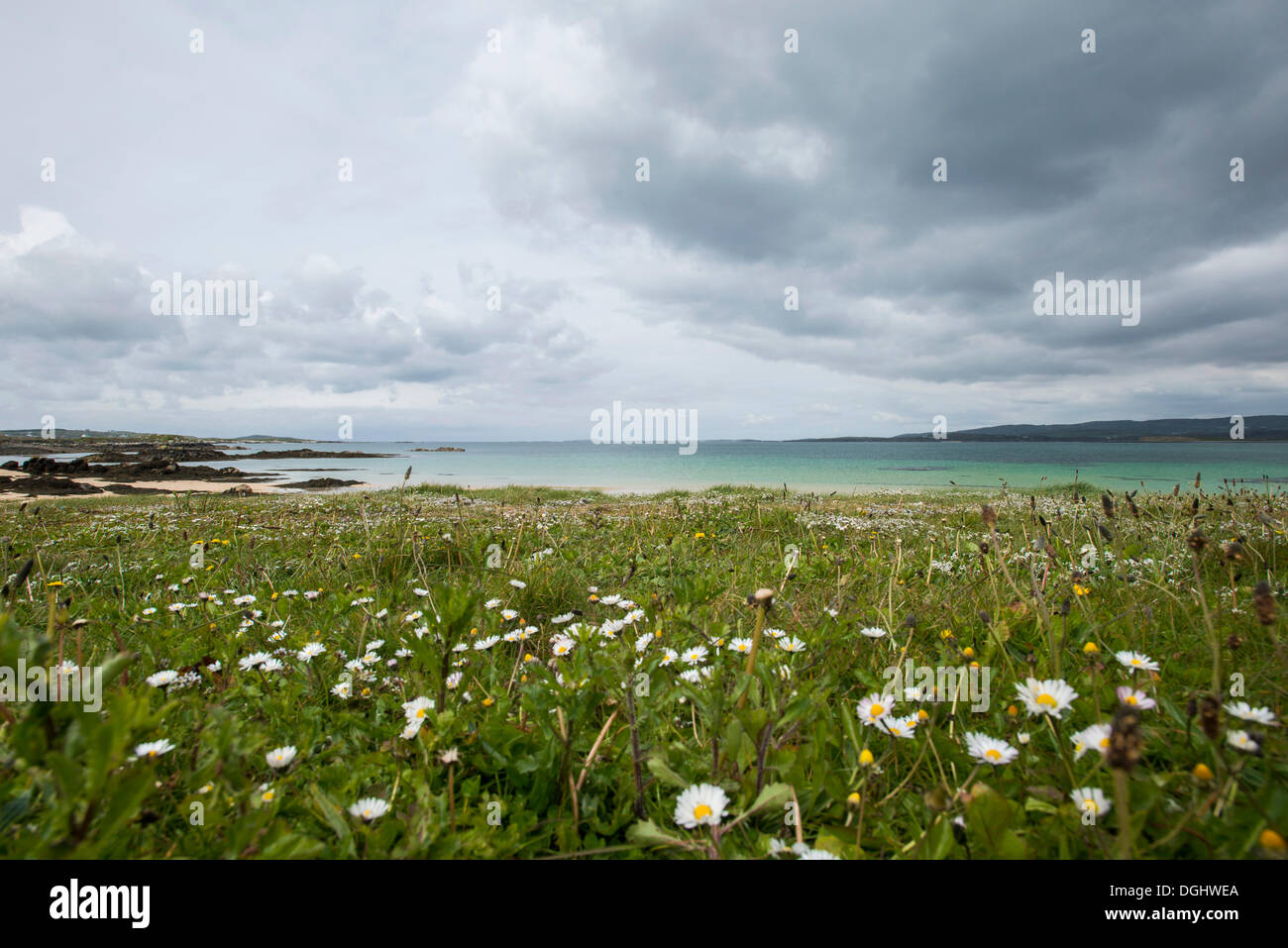 Il paesaggio costiero con margherite e un cielo drammatico, Connemara, Irlanda, Europa Foto Stock