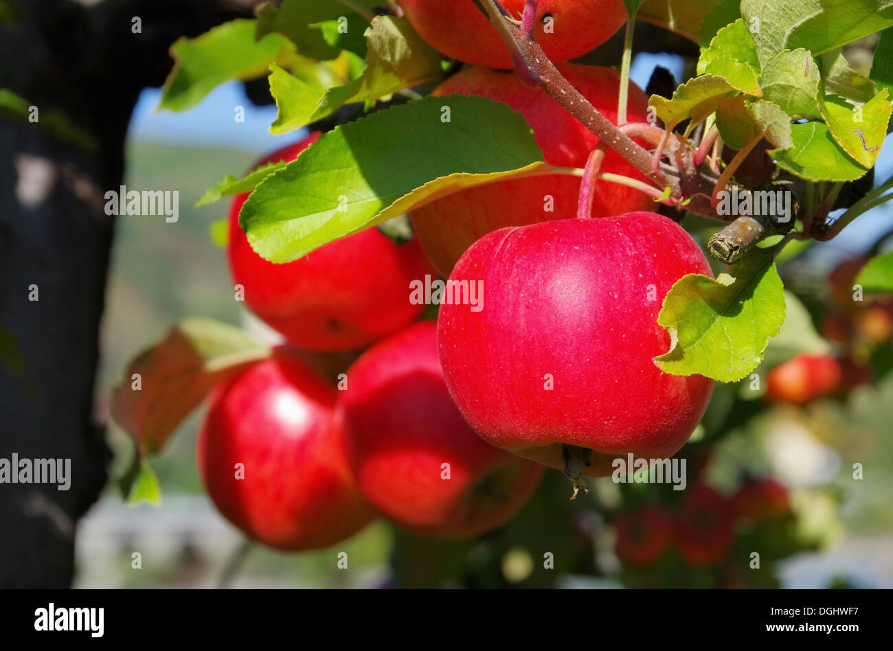 Apfel am Baum - Apple su albero 151 Foto Stock