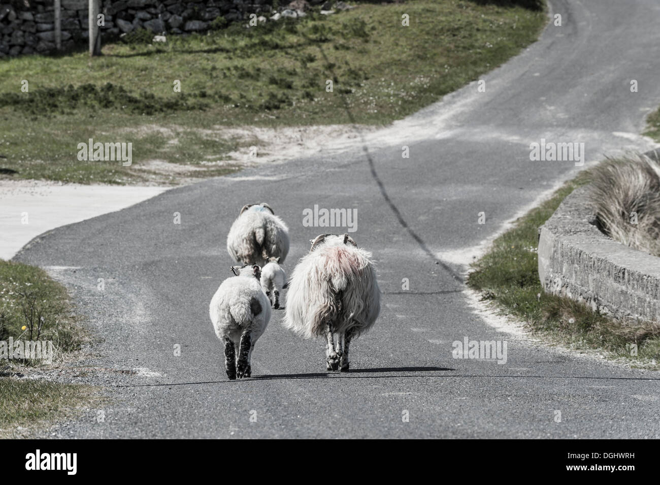 Pecore camminando sulla strada, Atlantic Drive, Letterkenny, County Donegal, Repubblica di Irlanda, Europa Foto Stock