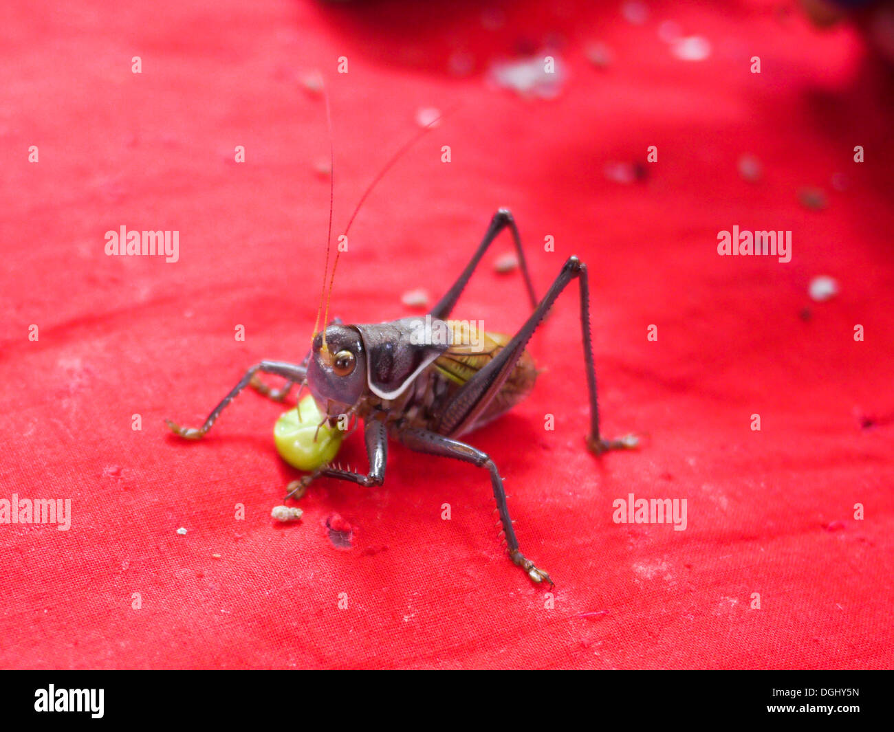 Cina, Shanghai cricket per la vendita sul mercato dei bug Foto Stock