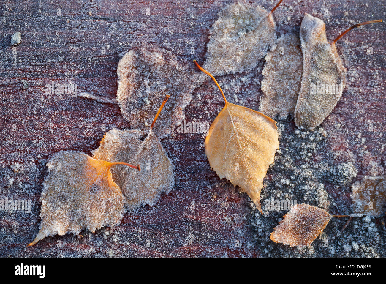 Foglie autunnali con Frost gettare sul tavolo di legno nella fredda mattina park Foto Stock