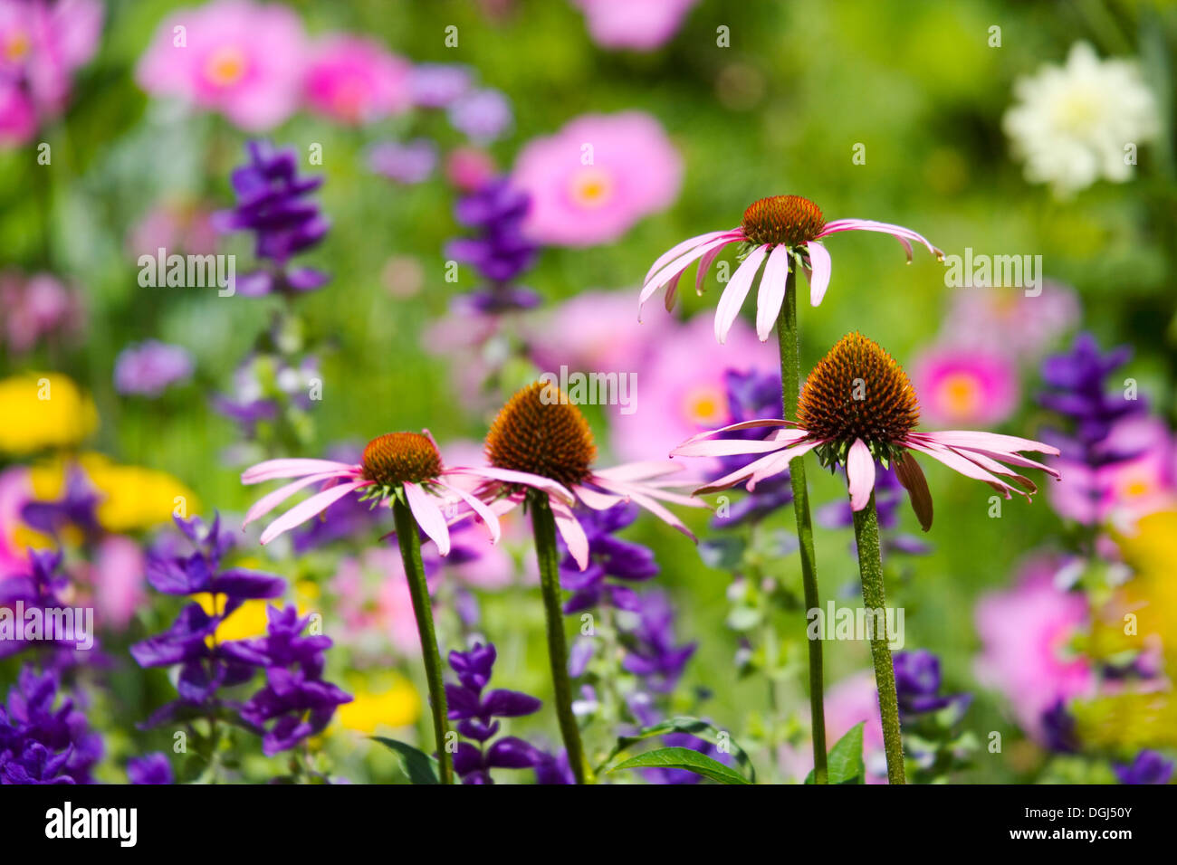 Echinacea o Coneflowers e altre piante erbacee perenni nel Giardino Botanico di Oxford. Foto Stock