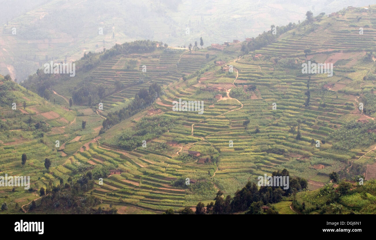 Vista panoramica fertili terrazze in Ruanda centrale tra Kigali e Ruhengiri vicino le montagne Virunga la terra delle mille colline Foto Stock