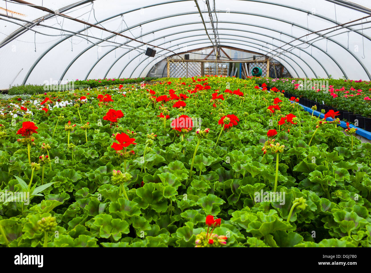 All'interno di un vivaio commerciale polytunnel crescente dei gerani e altre piante. Foto Stock