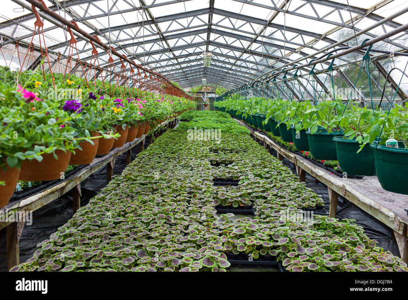 All'interno di un esercizio commerciale vivaio coltivazione in serra gerani e altre piante. Foto Stock