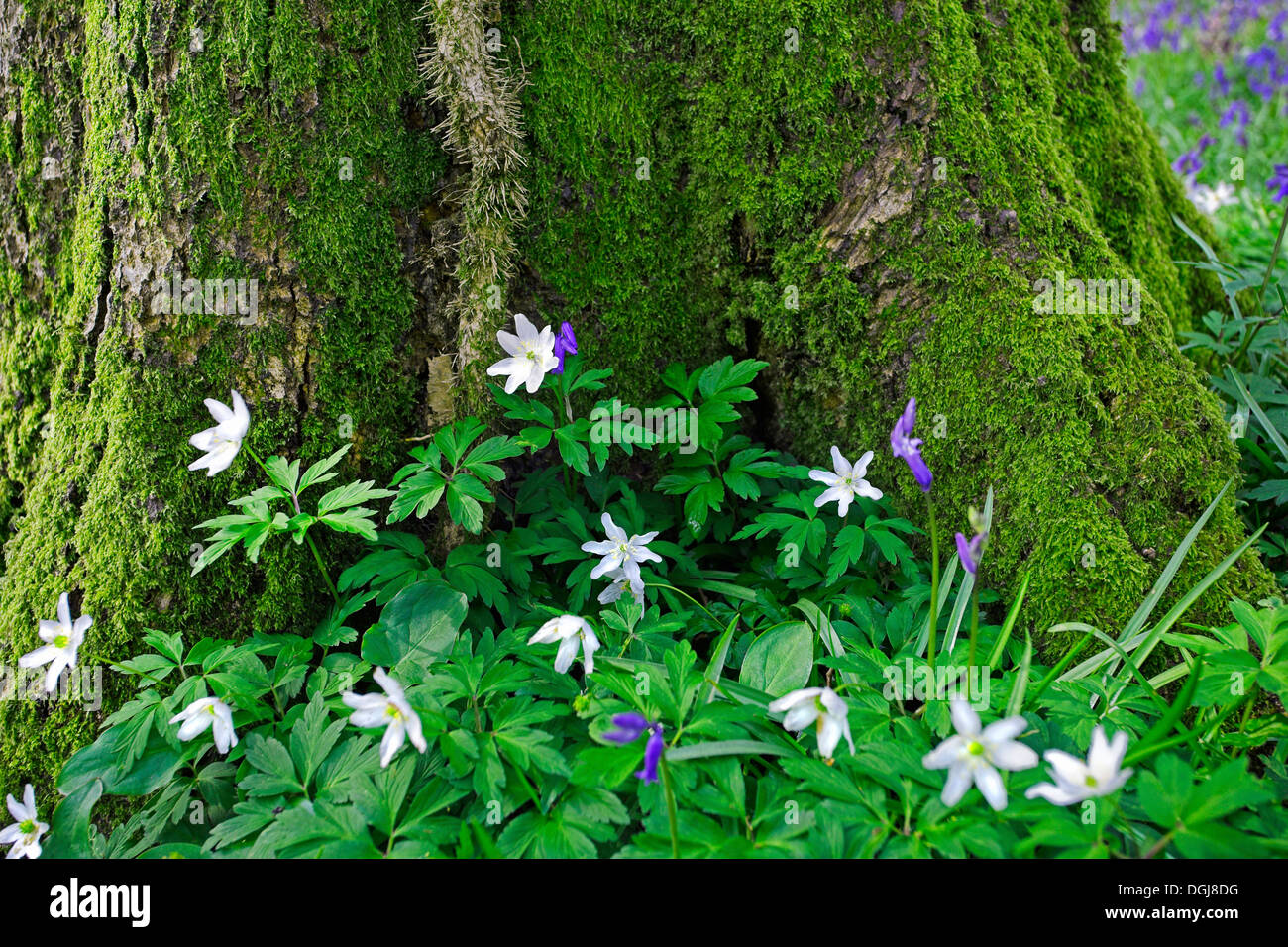 Il legno di anemoni e Bluebells crescendo sul suolo della foresta. Foto Stock