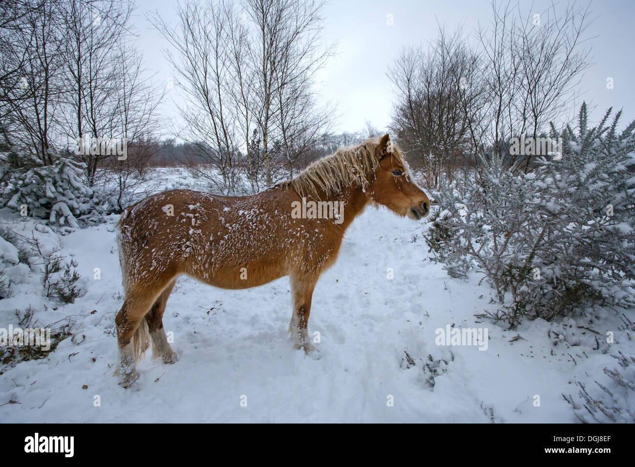 Welsh pony di montagna su strade coperte di neve brughiera. Foto Stock