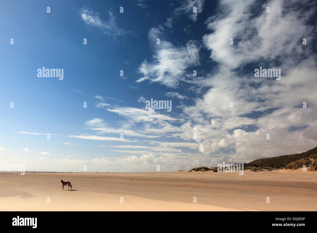 Un cane solitario permanente sulla Barmouth Beach. Foto Stock