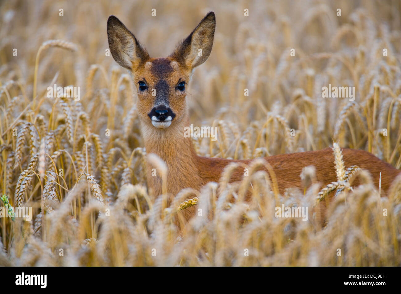 Un capriolo nascosto in un campo di grano. Foto Stock