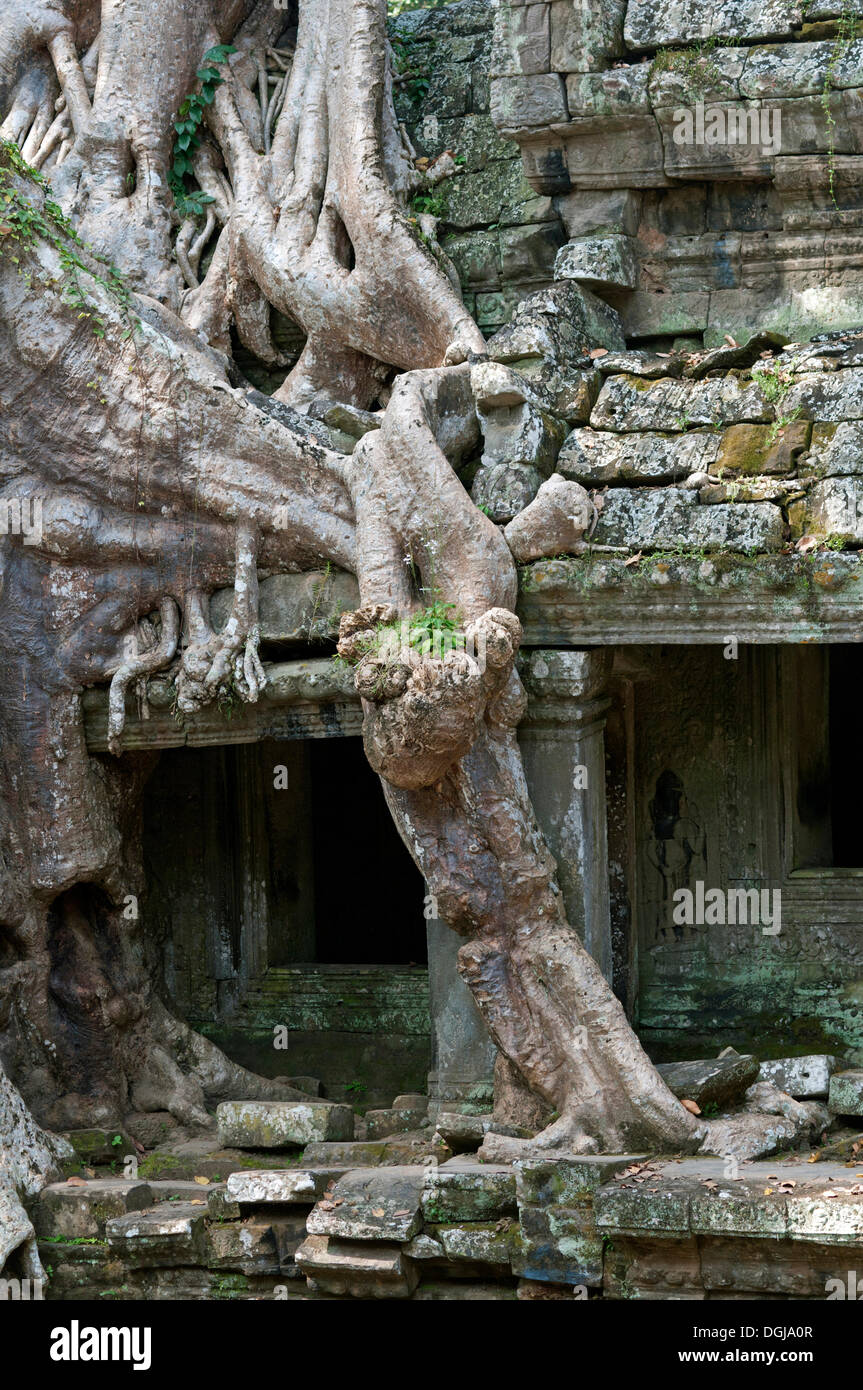 Radici di albero di un tropicale strangler fig tree overgrowing le pareti del Preah Khan, Tempio di Angkor, Siem Reap, Cambogia Foto Stock