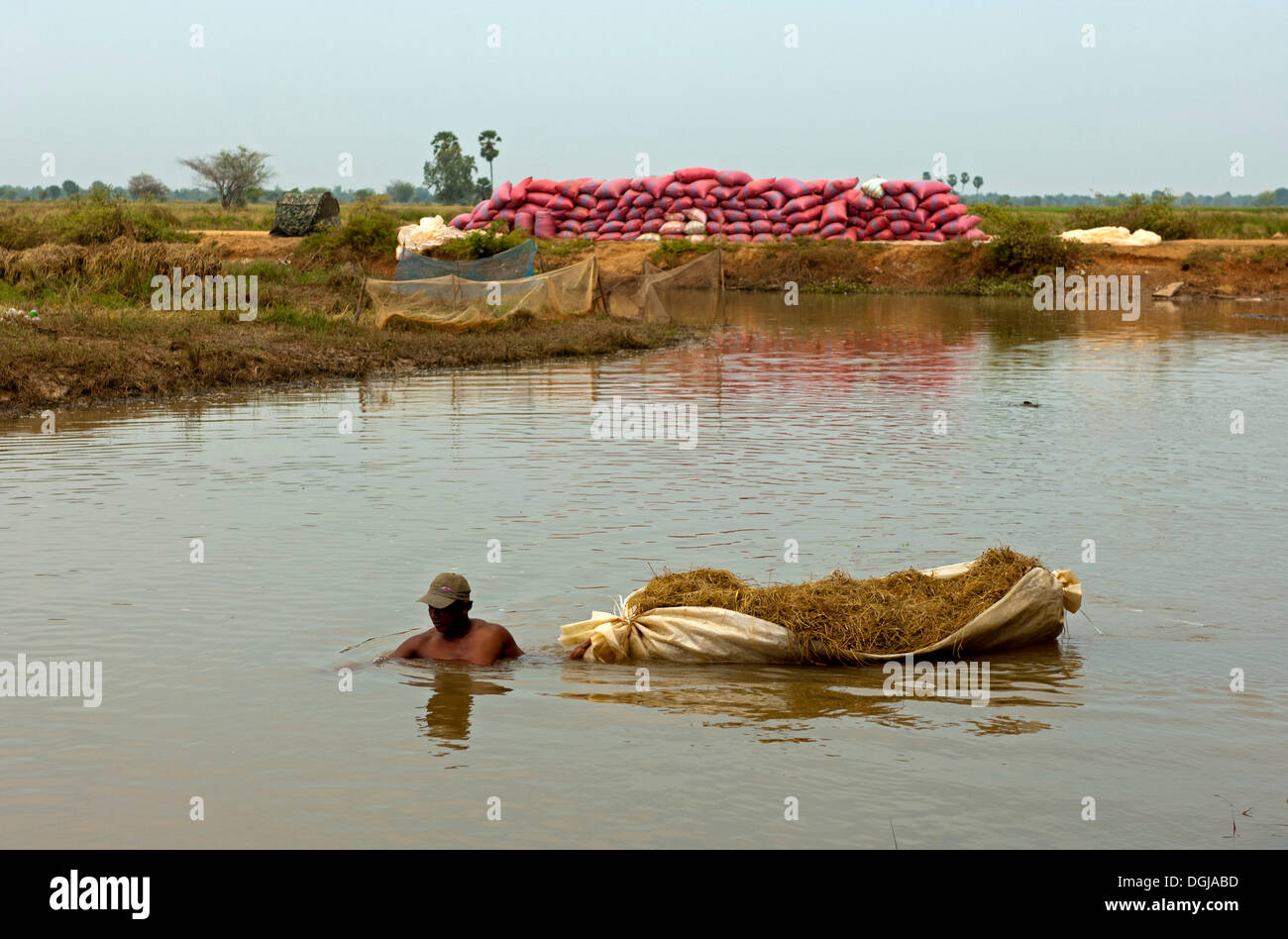 L'uomo fino al suo collo in un fiume mentre si trasporta paglia di riso in una sacca flottante, Cambogia Foto Stock