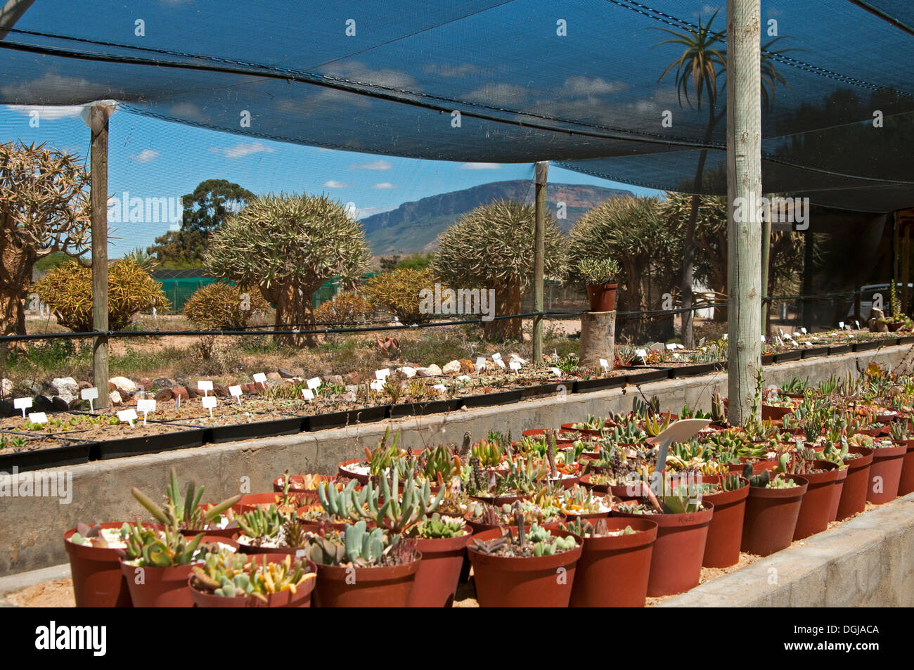 Visualizzazione delle piante succulente in vendita in tutto il mondo la più grande vivaio succulente 'Kocurboom', Vanrhynsdorp, Vanrhynsdorp Foto Stock Visualizzazione delle piante succulente in vendita in tutto il mondo la più grande vivaio succulente 'Kocurboom', Vanrhynsdorp, Vanrhynsdorp Foto Stock