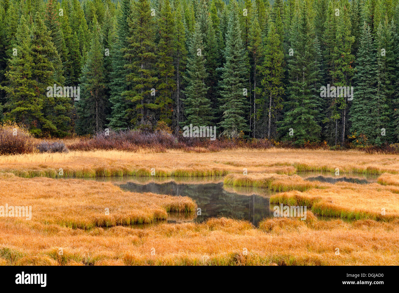 Zona umida di graminacee in Peter Lougheed Parco provinciale paese Kananaskis Alberta Canada Foto Stock