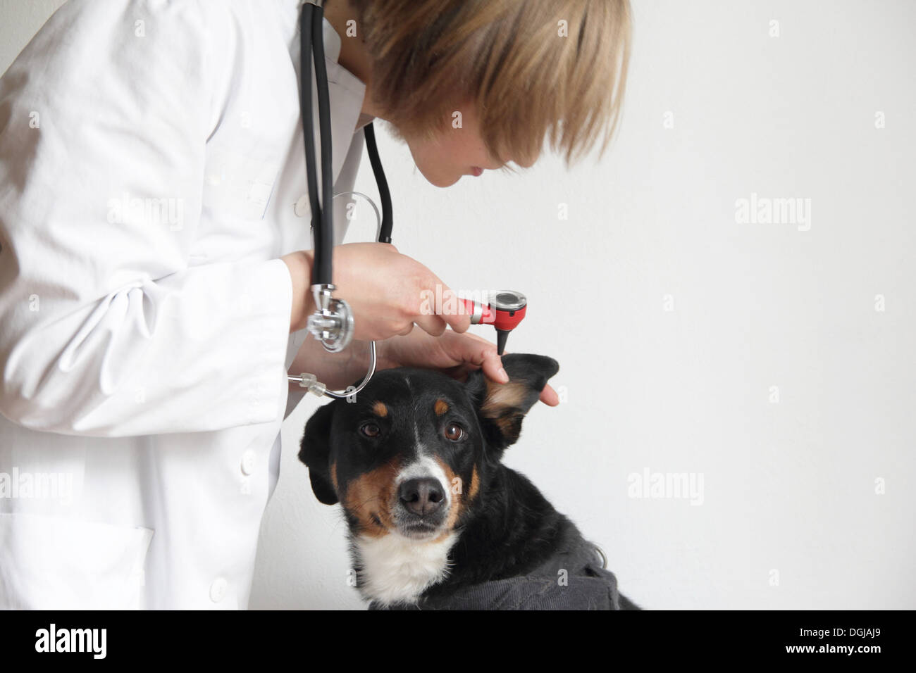 Veterinario femmina esaminando i cani orecchio Foto Stock