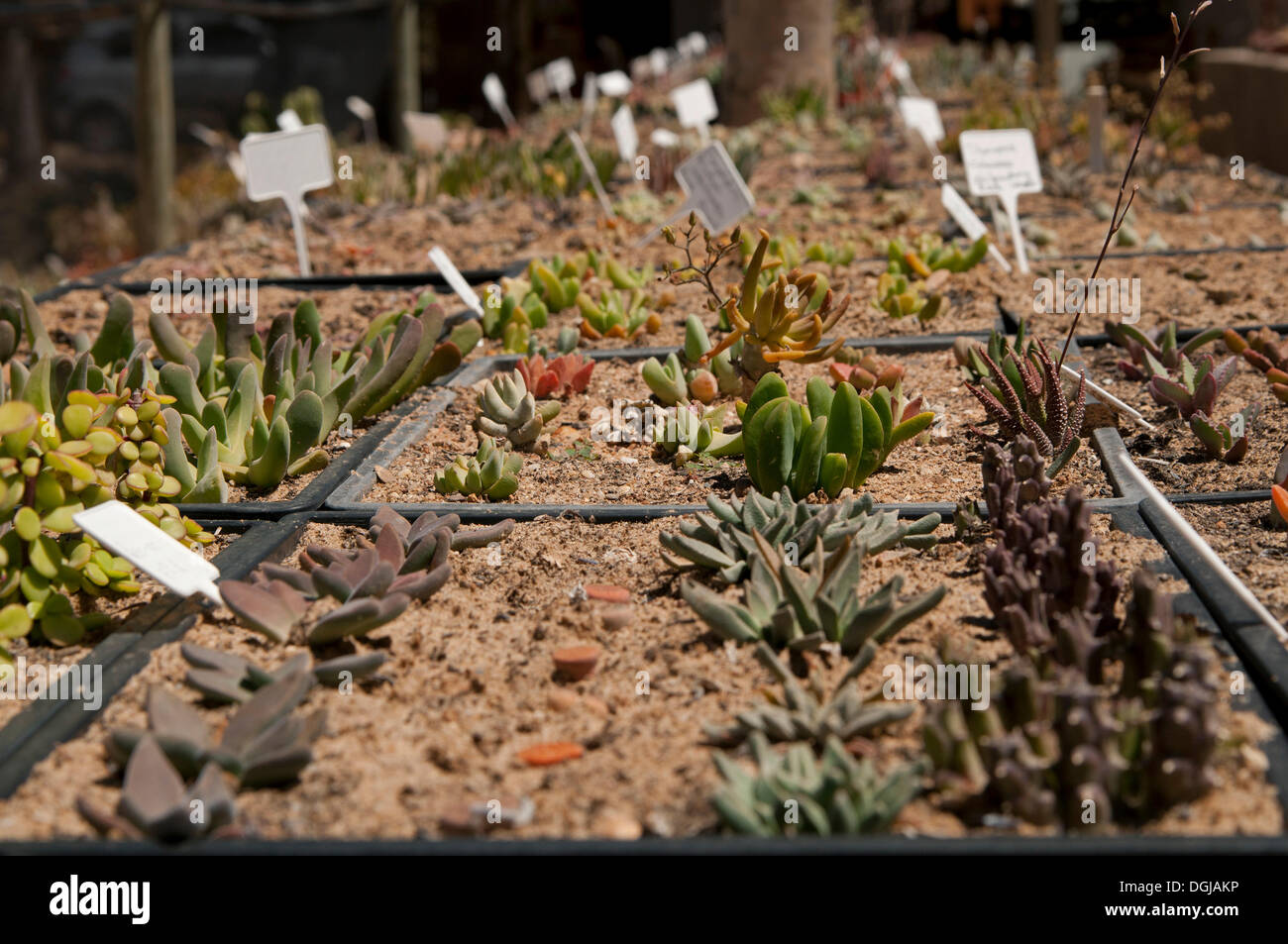 Le piante succulente in vendita in tutto il mondo la più grande vivaio succulente 'Kocurboom', Vanrhynsdorp, Vanrhynsdorp, Sud Africa Foto Stock Le piante succulente in vendita in tutto il mondo la più grande vivaio succulente 'Kocurboom', Vanrhynsdorp, Vanrhynsdorp, Sud Africa Foto Stock