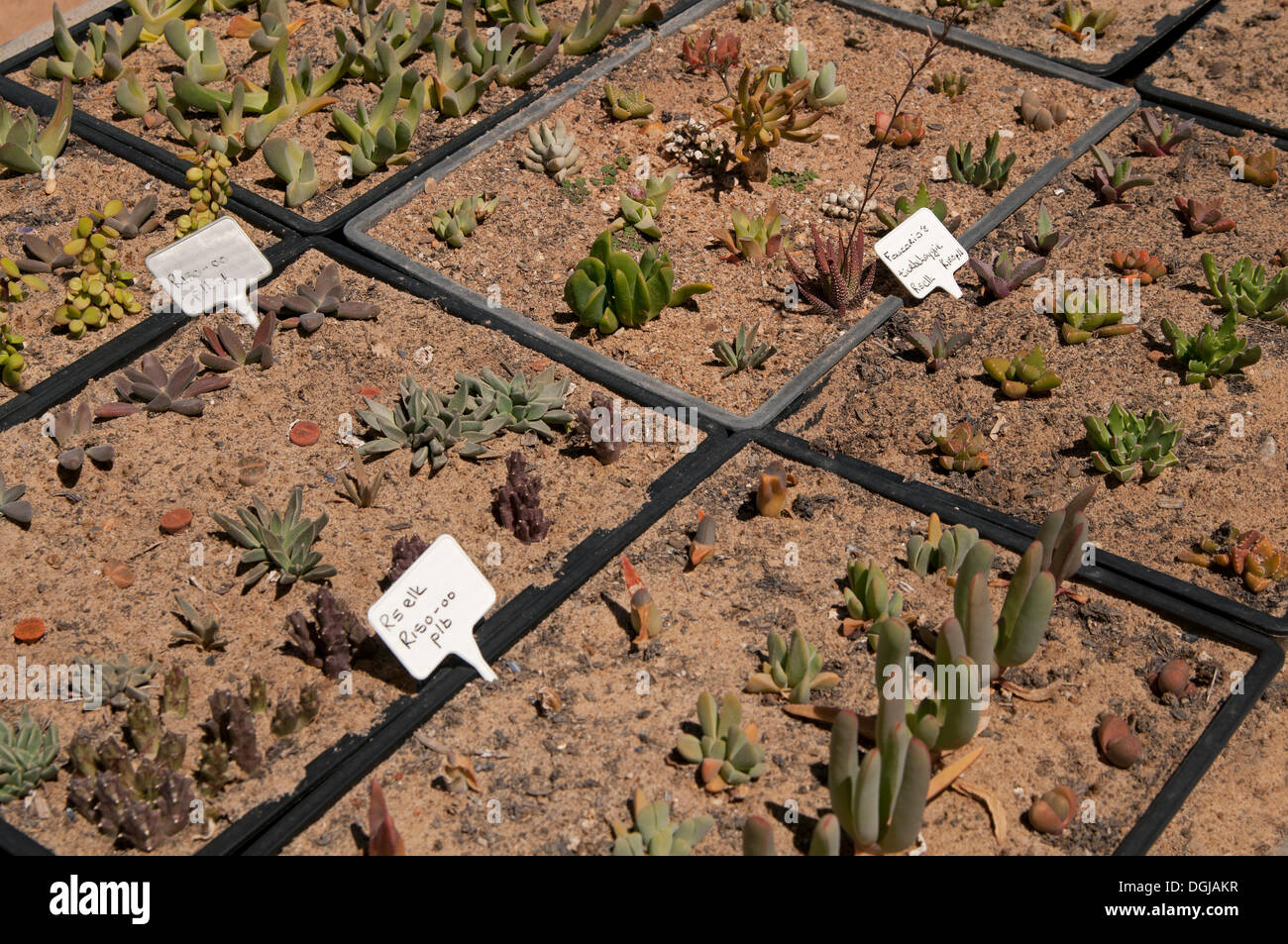 Le piante succulente in vendita in tutto il mondo la più grande vivaio succulente 'Kocurboom', Vanrhynsdorp, Vanrhynsdorp, Sud Africa Foto Stock Le piante succulente in vendita in tutto il mondo la più grande vivaio succulente 'Kocurboom', Vanrhynsdorp, Vanrhynsdorp, Sud Africa Foto Stock