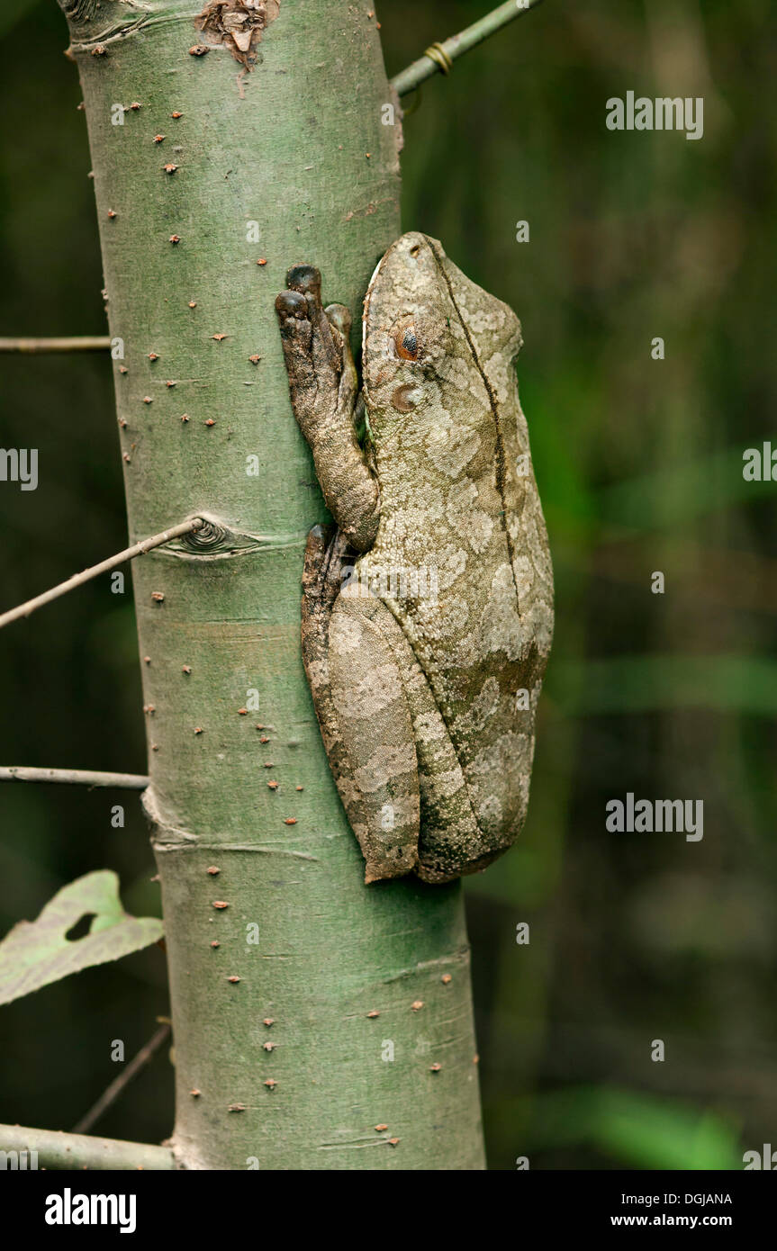 Manaus esili zampe raganella (Osteocephalus taurinus) nella posizione per dormire su un tronco di albero, Tambopata Riserva Naturale Foto Stock