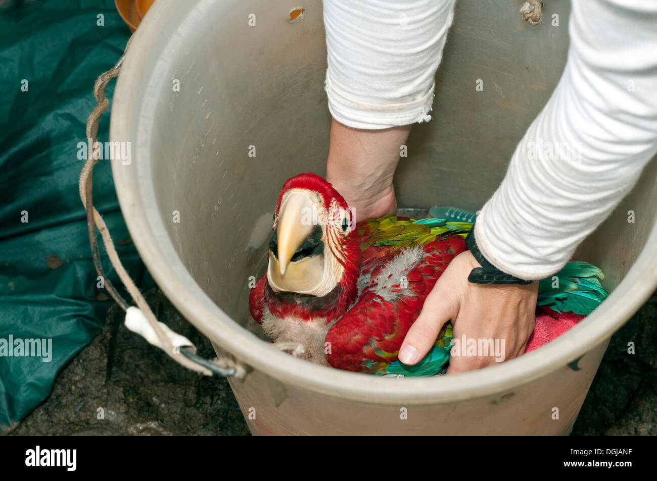 Verde-winged Macaw o il rosso e il verde Macaw (Ara chloroptera), pulcino, 50 giorni, è brevemente trasportati in un contrastato dopo la rimozione Foto Stock