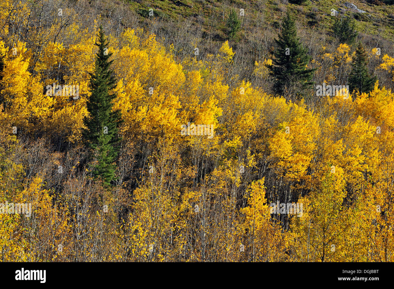 Aspen e boschi di pini in Highwood lungo la valle del fiume Kananaskis Country Alberta Canada Foto Stock