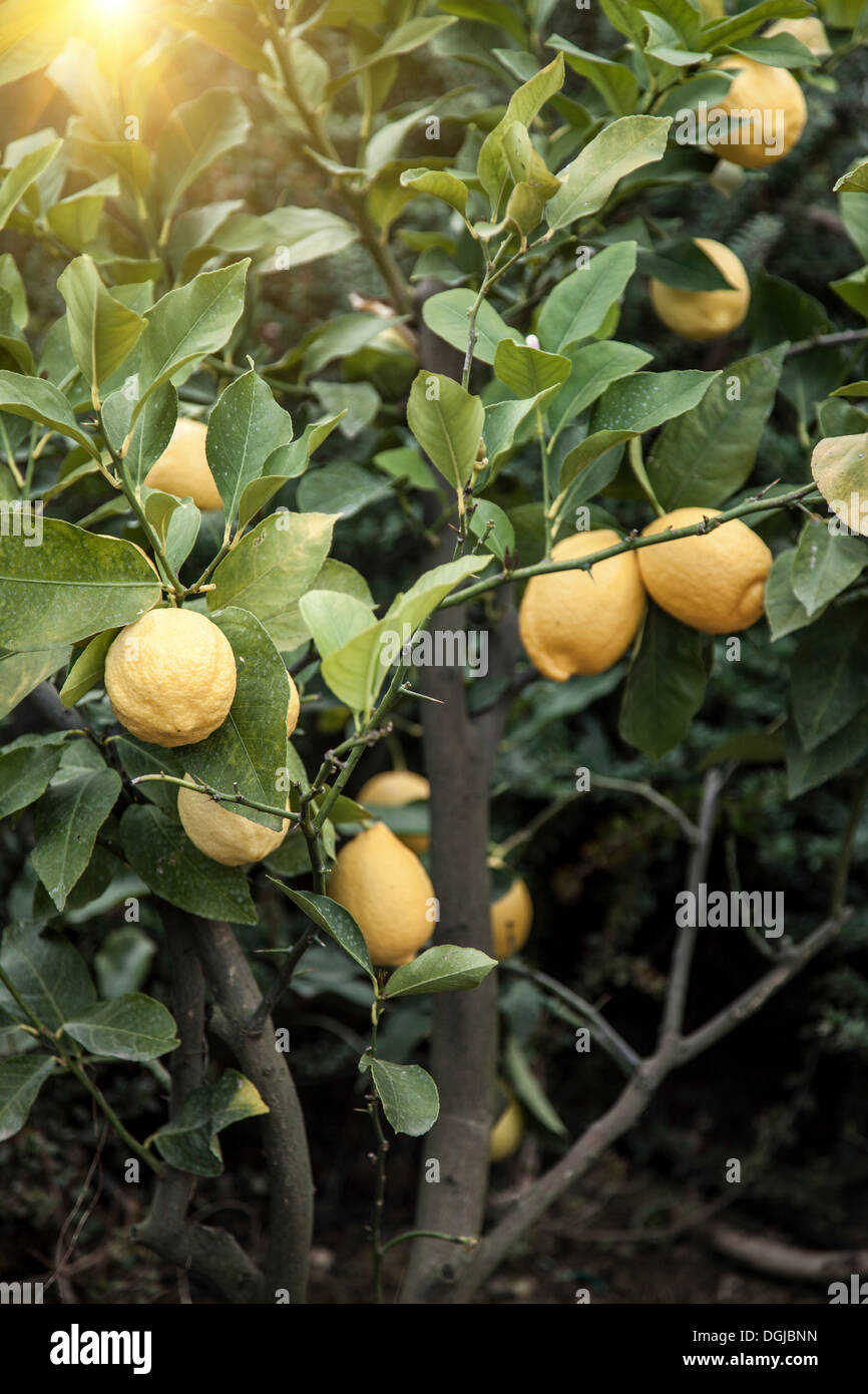 Close up di limone in Chieti, Abruzzo, Italia Foto Stock