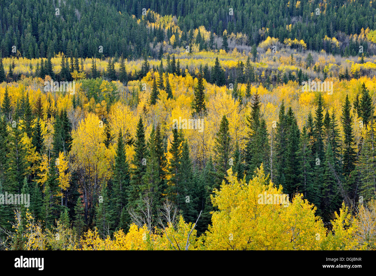 Aspen e boschi di pini in Highwood lungo la valle del fiume Kananaskis Country Alberta Canada Foto Stock