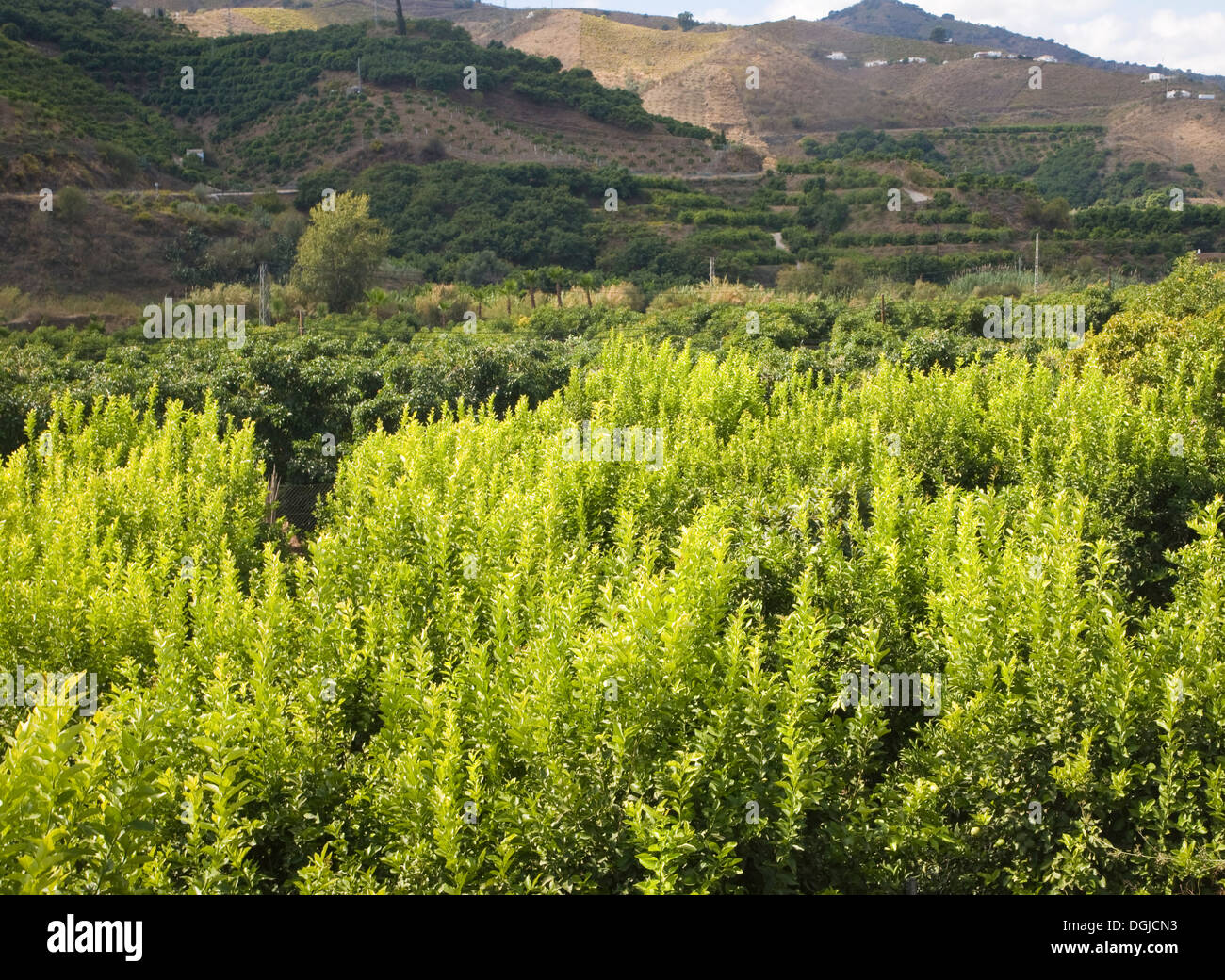 Valle fertile terra agricola Rio Valle Benamago, provincia di Malaga, Spagna Foto Stock