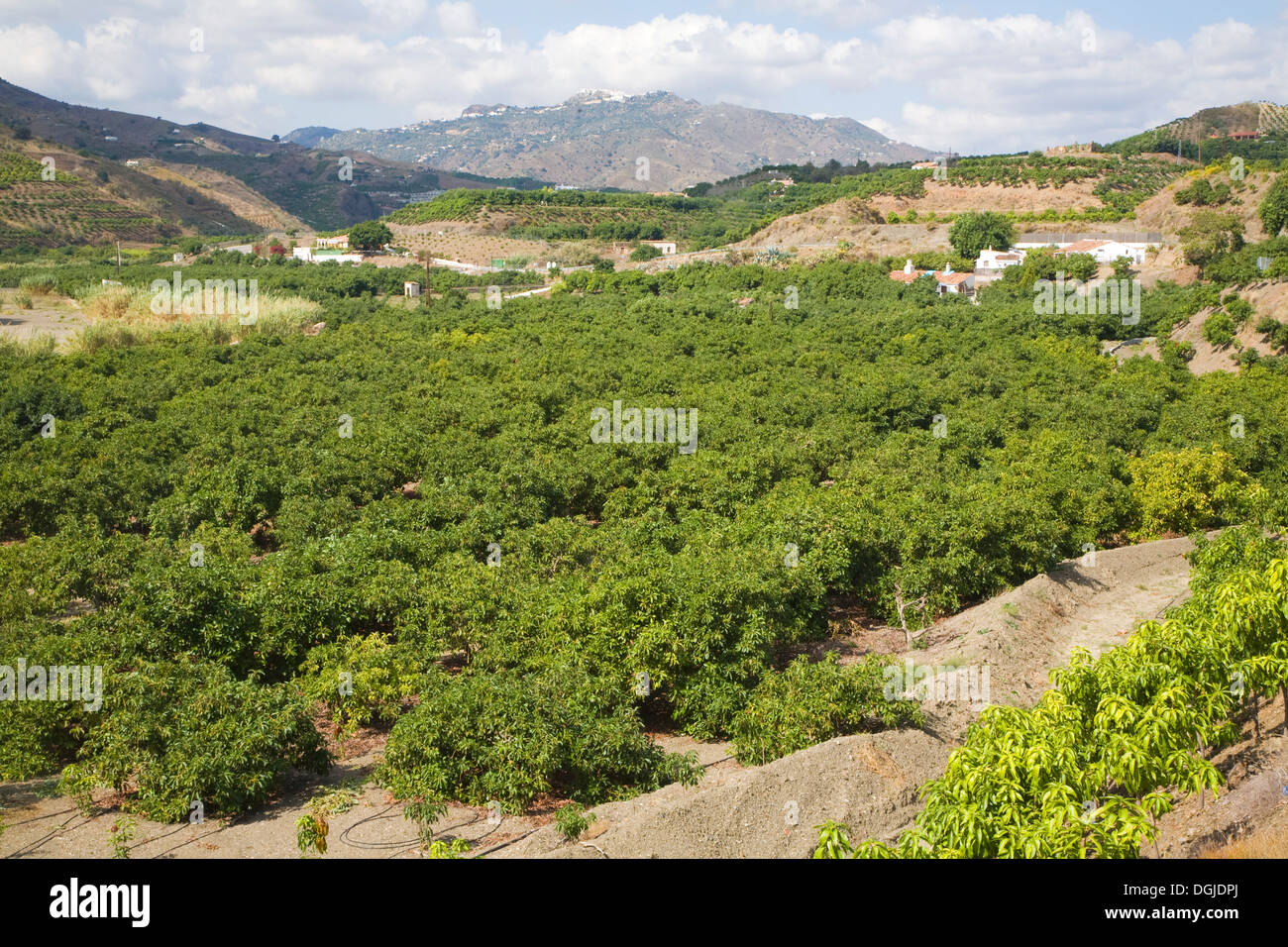 Valle fertile terra agricola Rio Valle Benamago, provincia di Malaga, Spagna Foto Stock