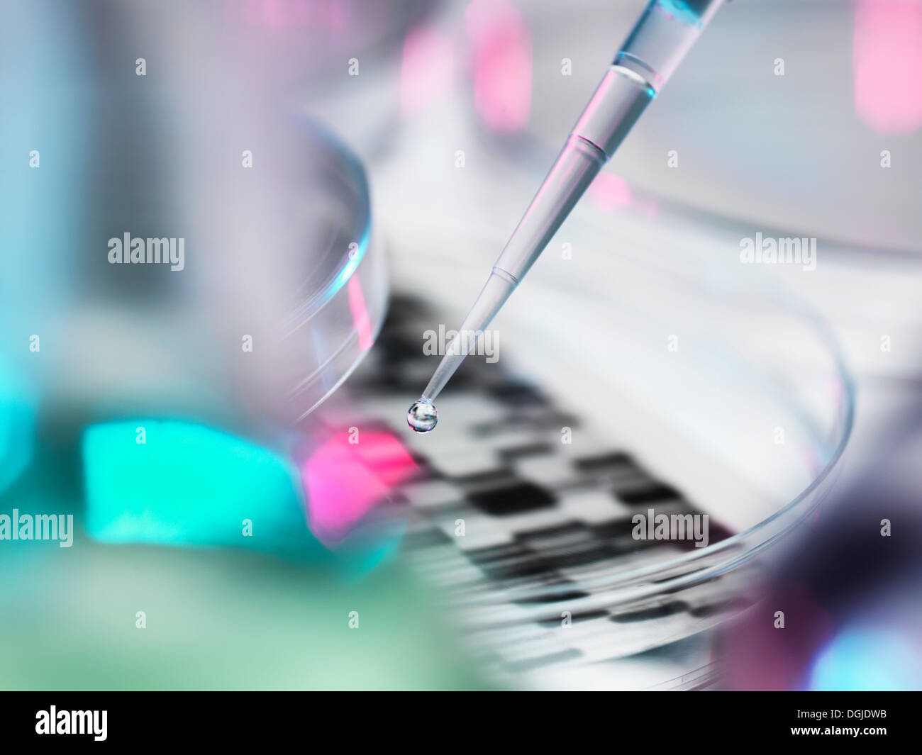 Il campione di DNA di essere pipettato in piastra petri con gel di DNA in background Foto Stock