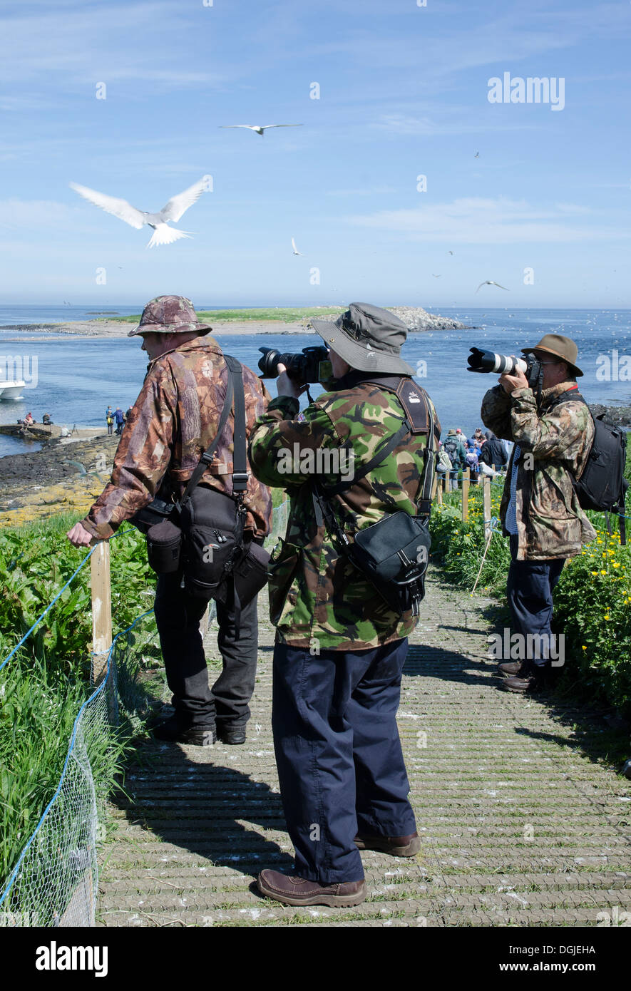 La fauna selvatica fotografi il farne isole. Foto Stock