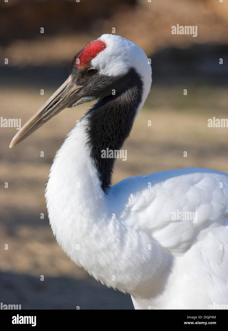 Rosso-crowned crane (grus japonensis) e lo Zoo di Schoenbrunn, Vienna, Austria Foto Stock