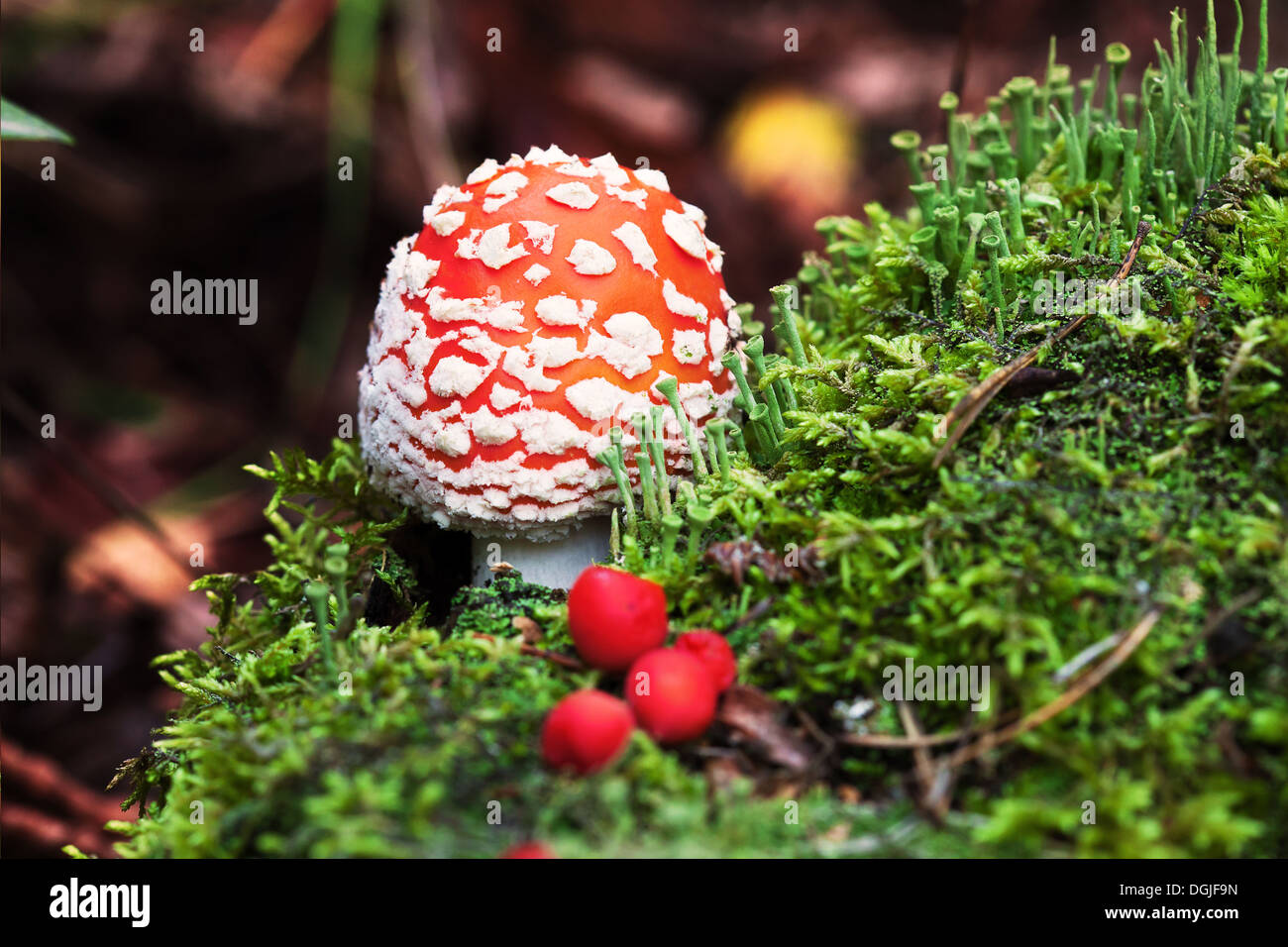 Fly-agaric nella foresta con poco verde e funghi a bacca rossa Foto Stock