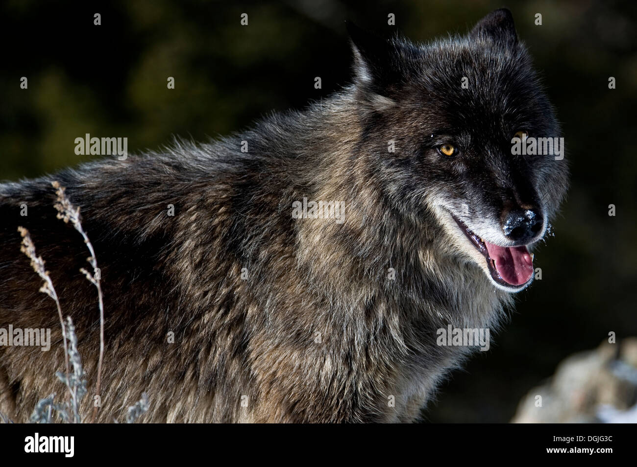 Fase nero Lupo (Canis lupus) Lupo grigio ritratto in neve fresca, Montana, USA. Foto Stock