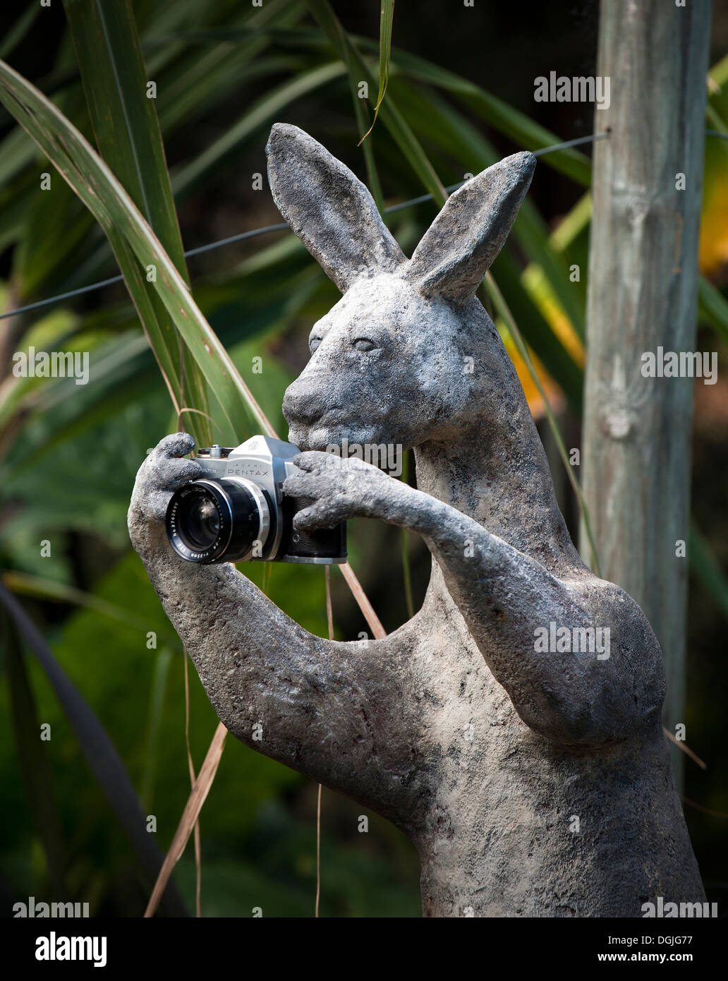 Una scultura di un canguro tenendo un 35mm Pentax fotocamera. Foto Stock
