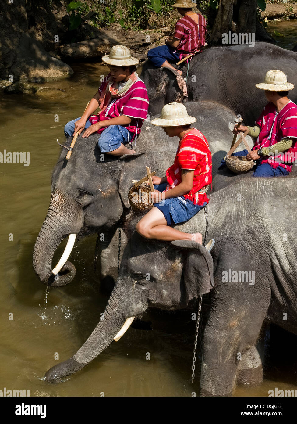 Gli elefanti ed i loro mahouts entrando in un fiume presso la Maesa Elephant Camp in Chiang Mai in Thailandia. Foto Stock