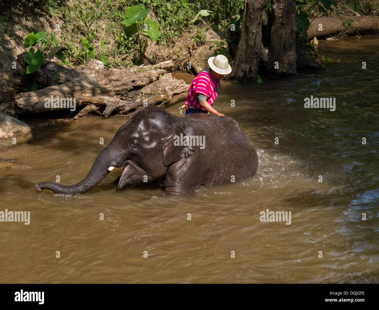 Una balneazione mahout il suo elefante in un fiume presso la Maesa Elephant Camp a Chiang Mai. Foto Stock