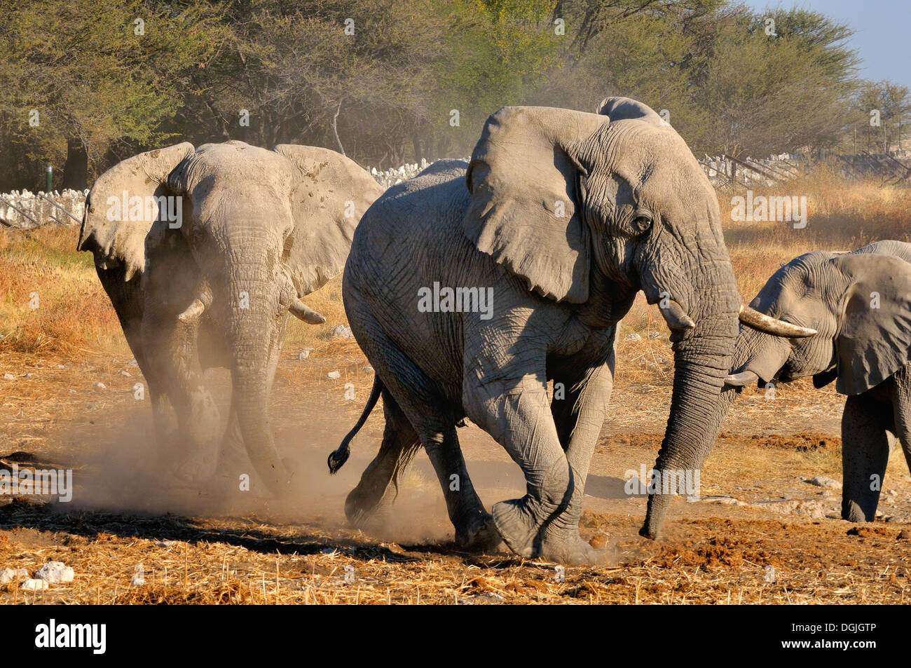 Un elefanti ricarica un altro elefante, Okaukeujo Waterhole, il Parco Nazionale di Etosha, Namibia Foto Stock