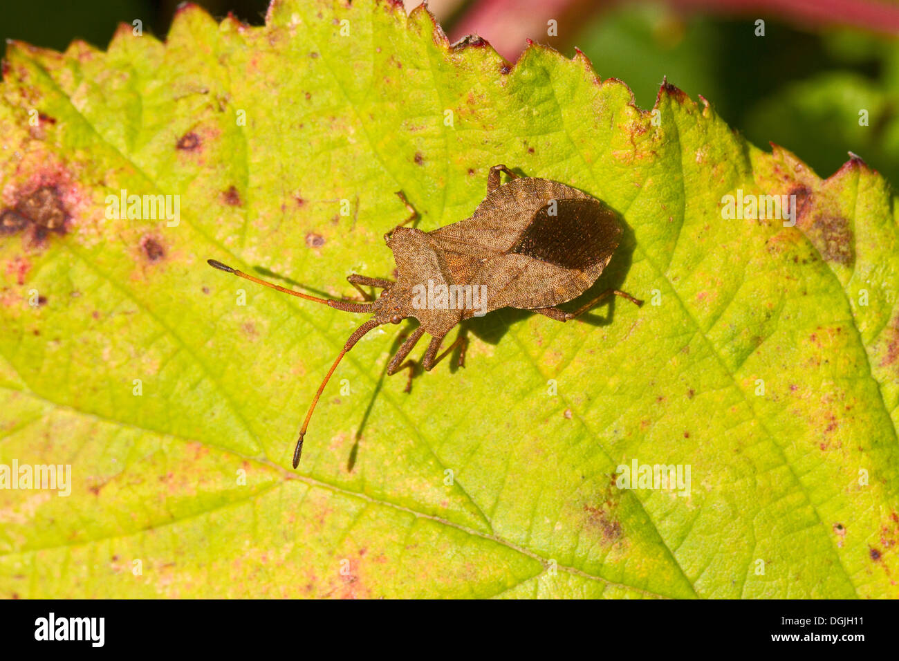 Un Dock Bug su un Rovo foglie Foto Stock