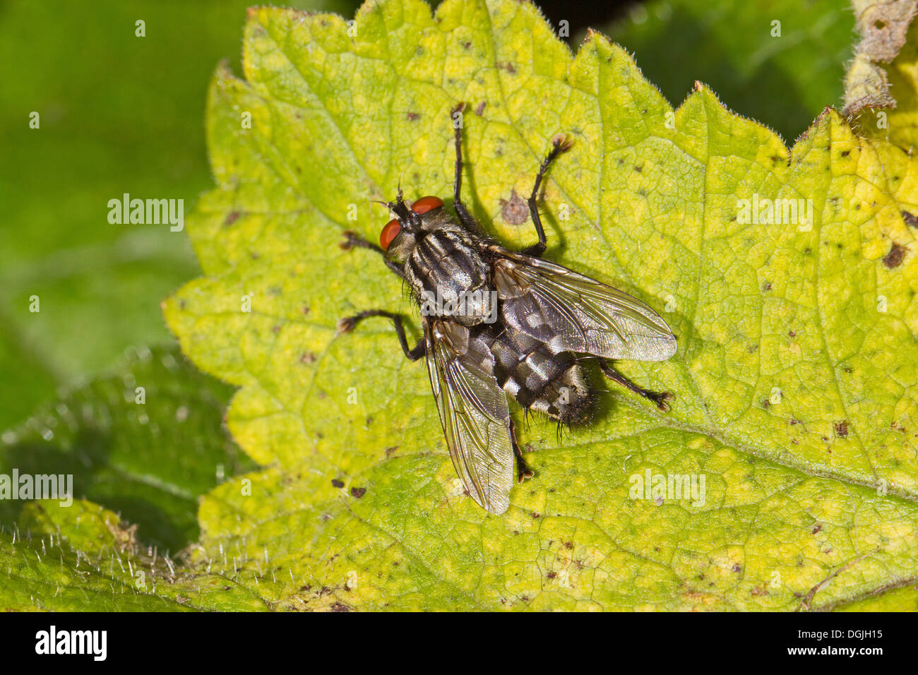 Carne-fly in appoggio sulla foglia di colore giallo Foto Stock